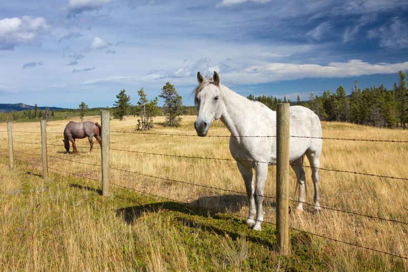 Livestock Fence Painting